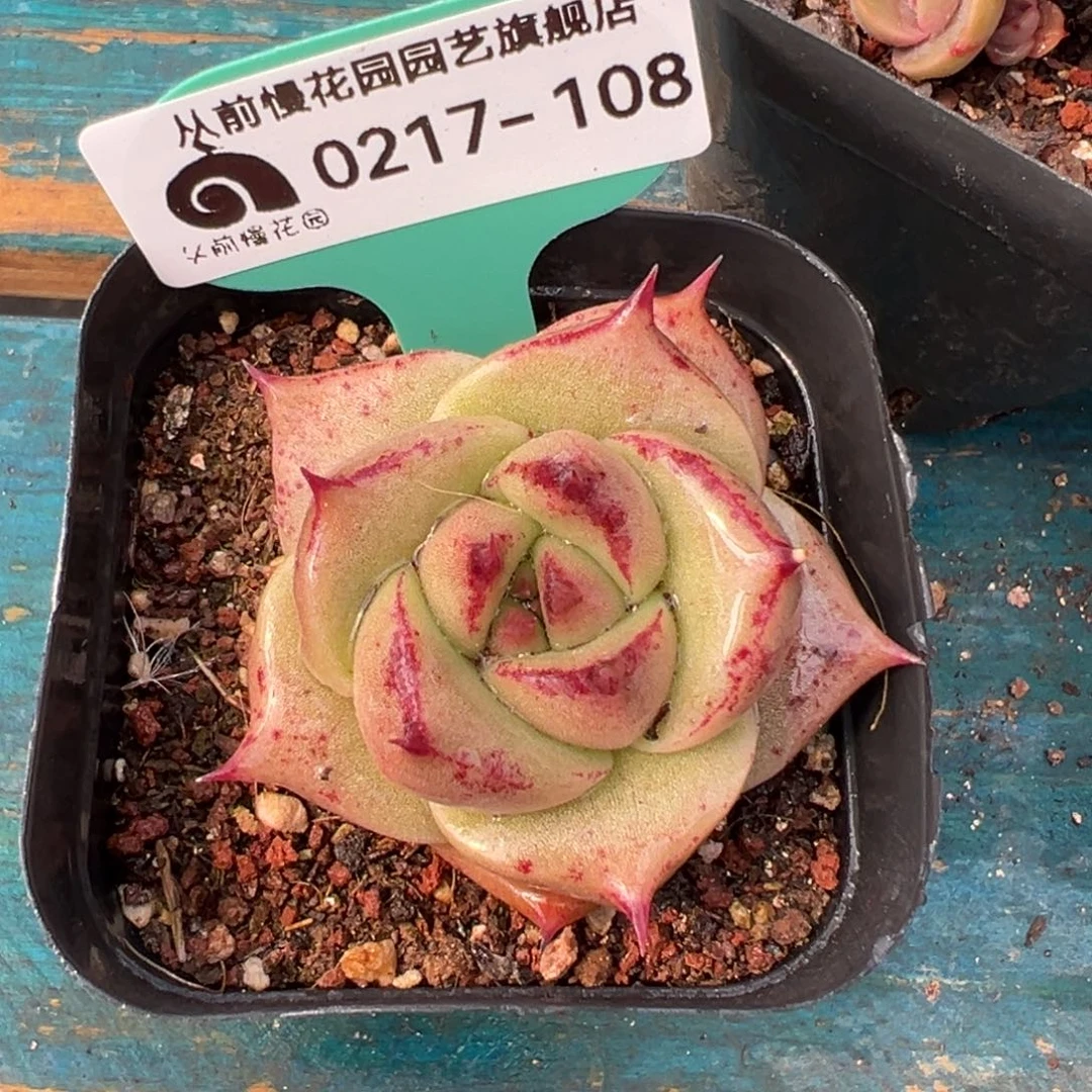 从前前慢多肉精选编号0217.108