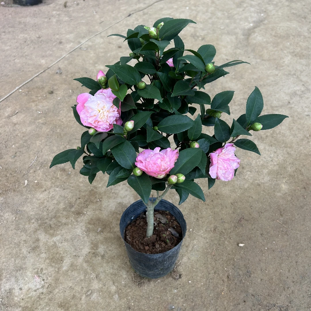 小陈,香妃36山茶花浓香型烈香花卉绿叶植物庭院阳台客厅好养盆栽