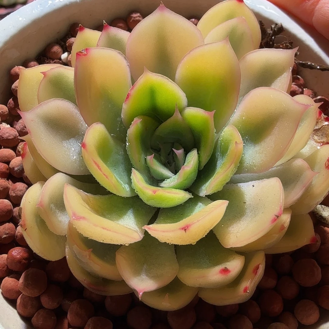 武仙座锦，多肉植物