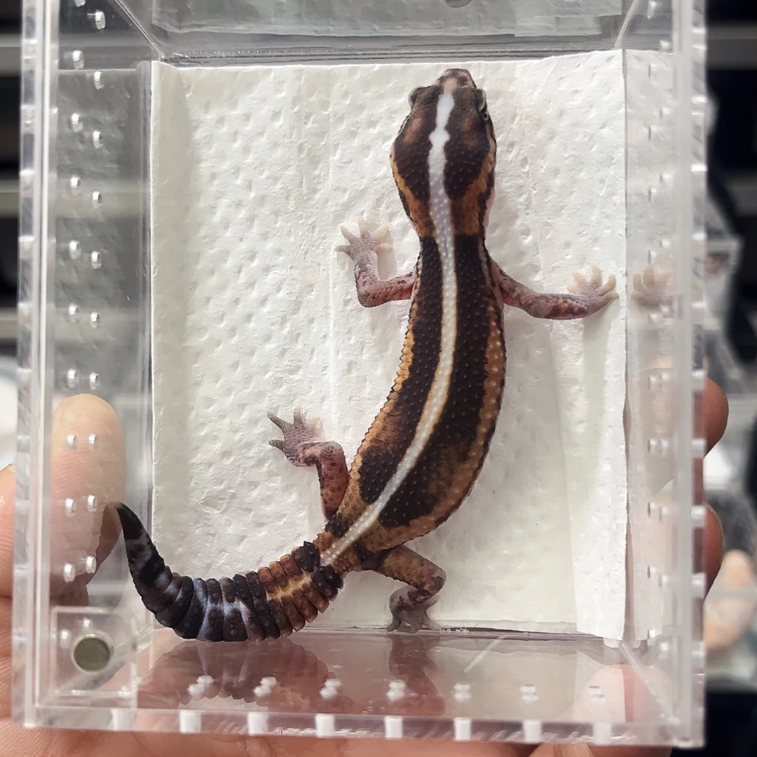 肥尾守宫零隐幽灵奥利奥无纹 母