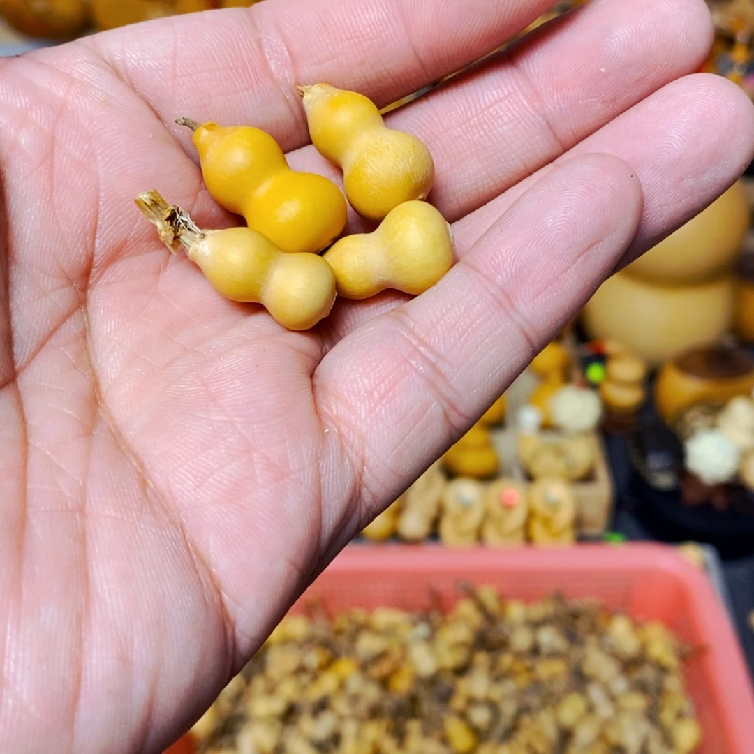 大***子精品葫芦精品精品的