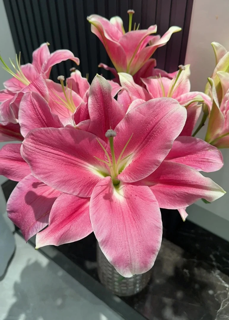 [护卫舰]香水百合 一单包邮 云南鲜花昆明基地现采现发