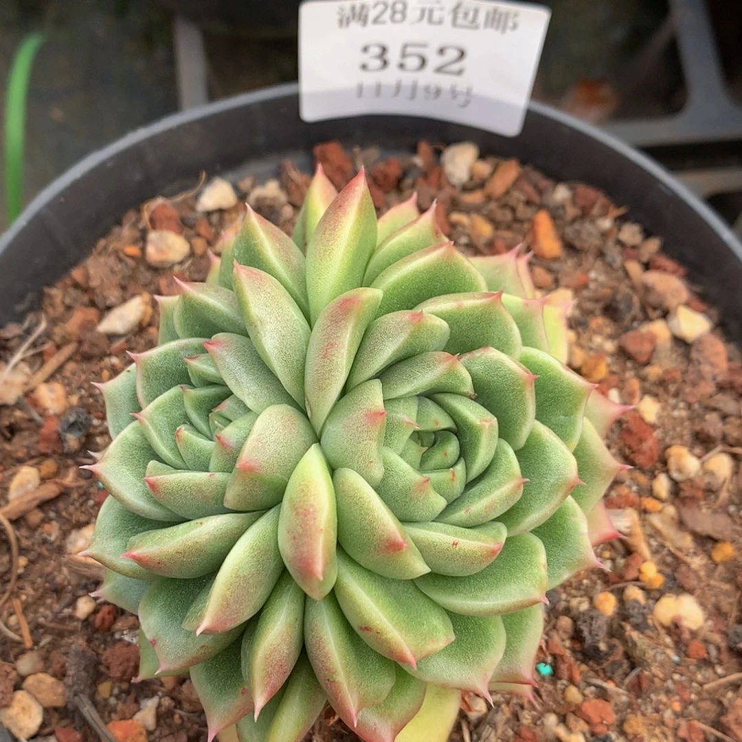 【闪购商品】云352号