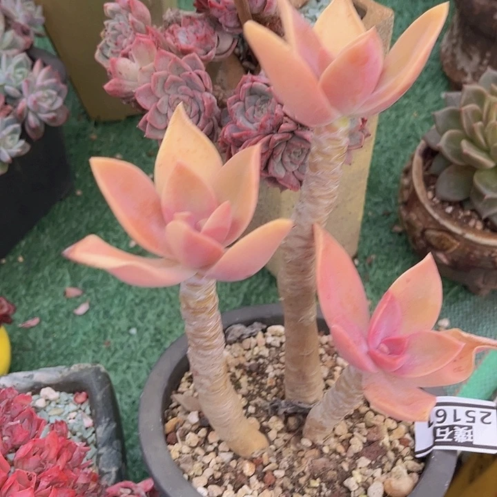 太妃糖25161多肉植物