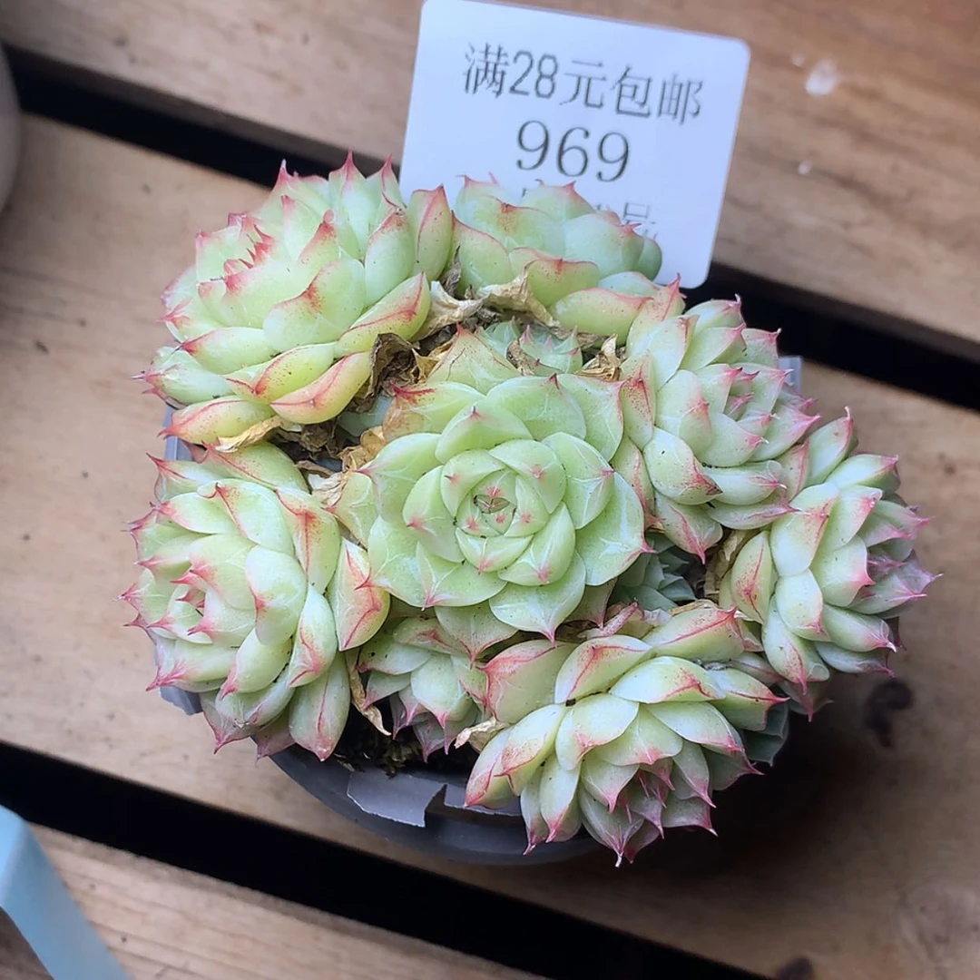 【闪购商品】云969号