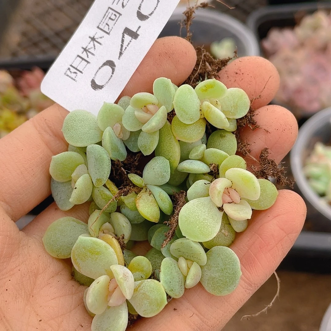 多肉植物多肉植物40