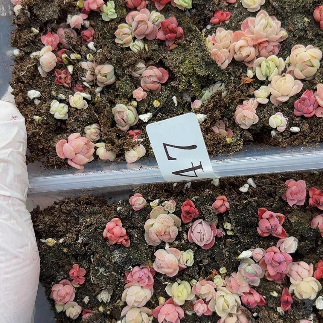 多肉植物多肉植物347