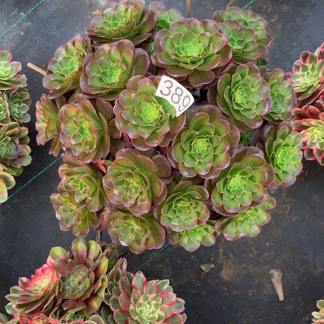 褔***徠法师多肉植物389媚金