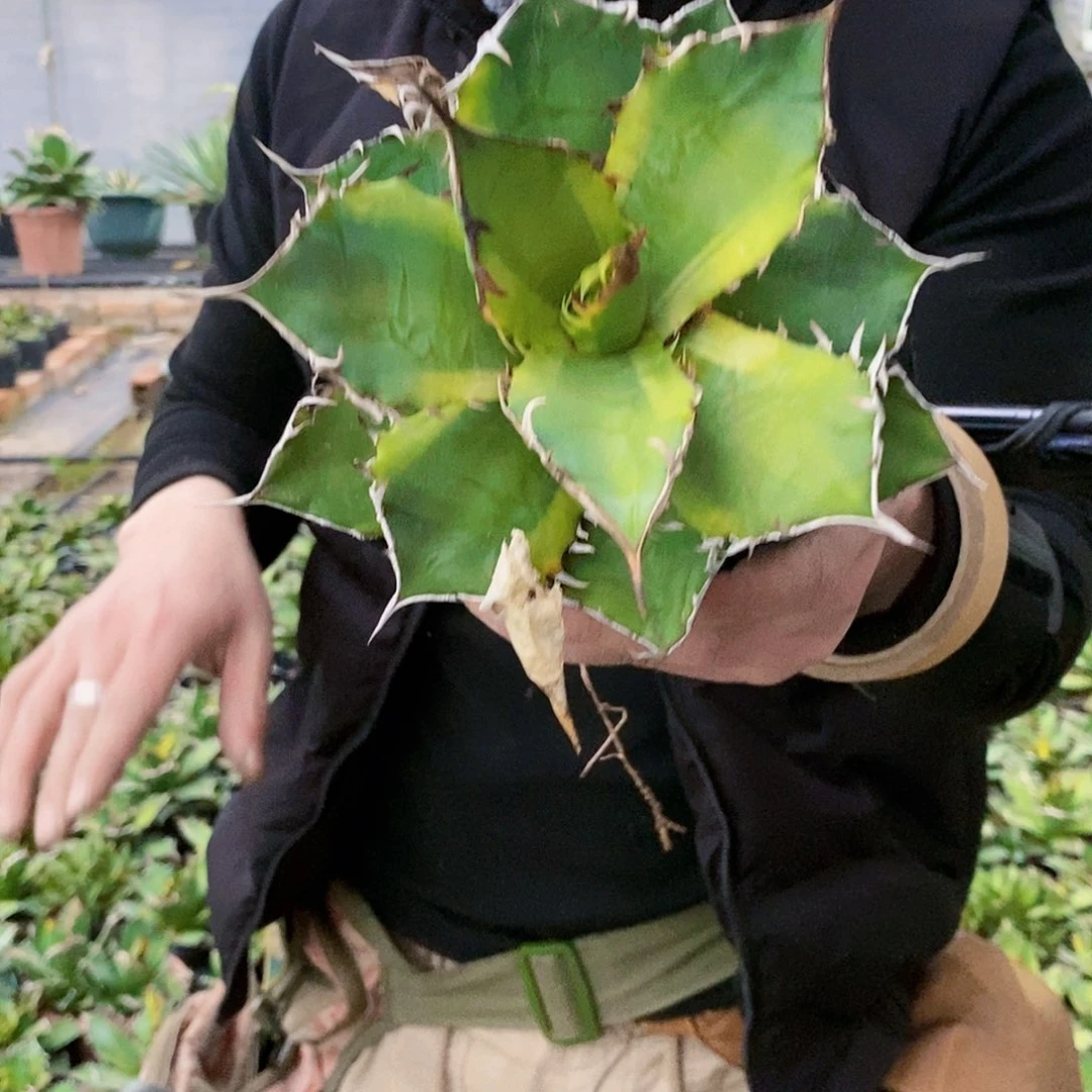 蓝霸王腹轮冠幅15厘米左右