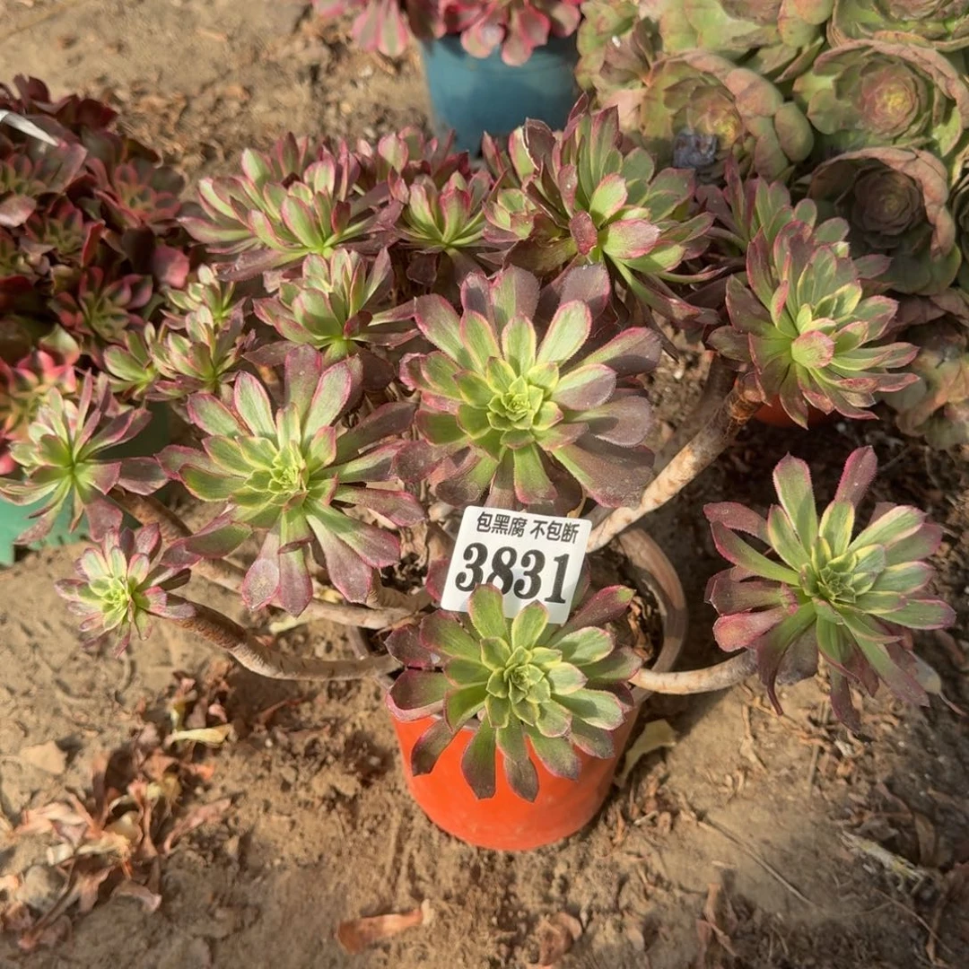 法师雪肌3831 18-9