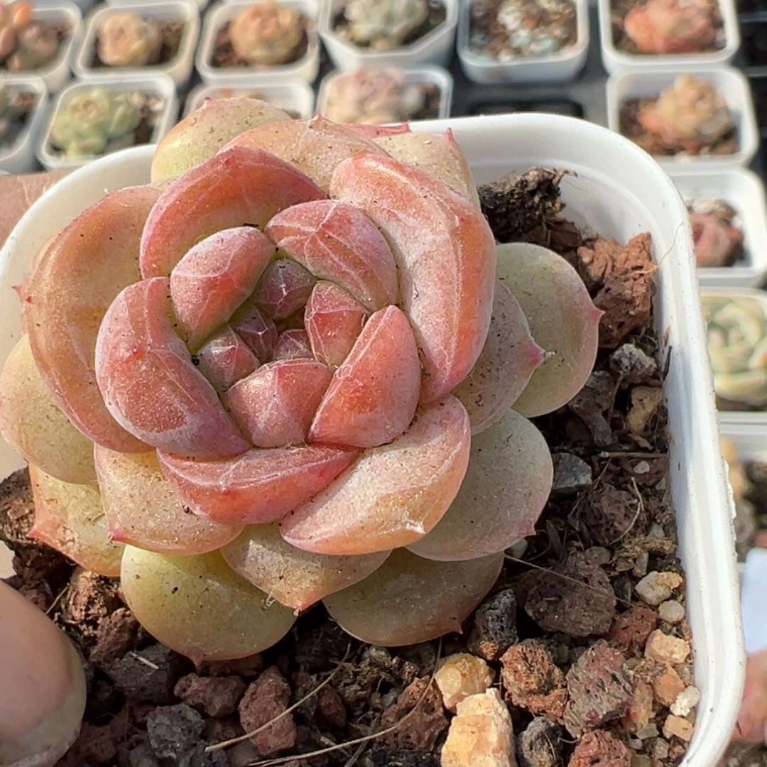 小卡拉米糖心一物一拍