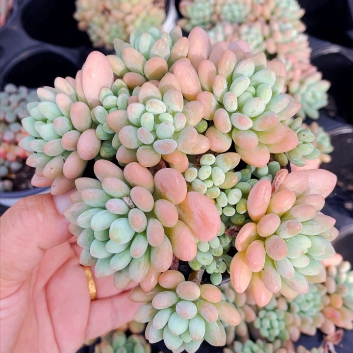 达芙妮1111222288888888