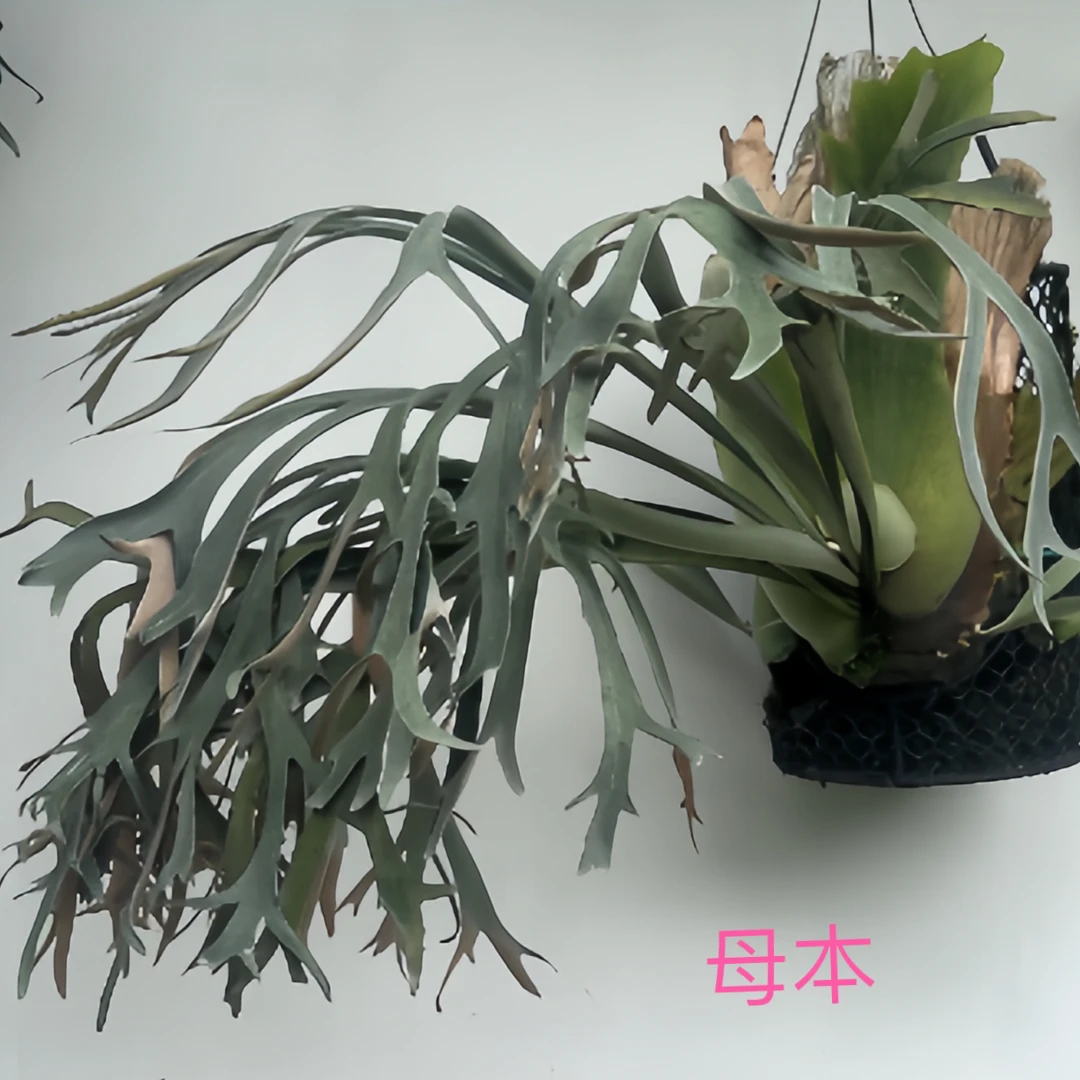 nook 月光 特选侧芽