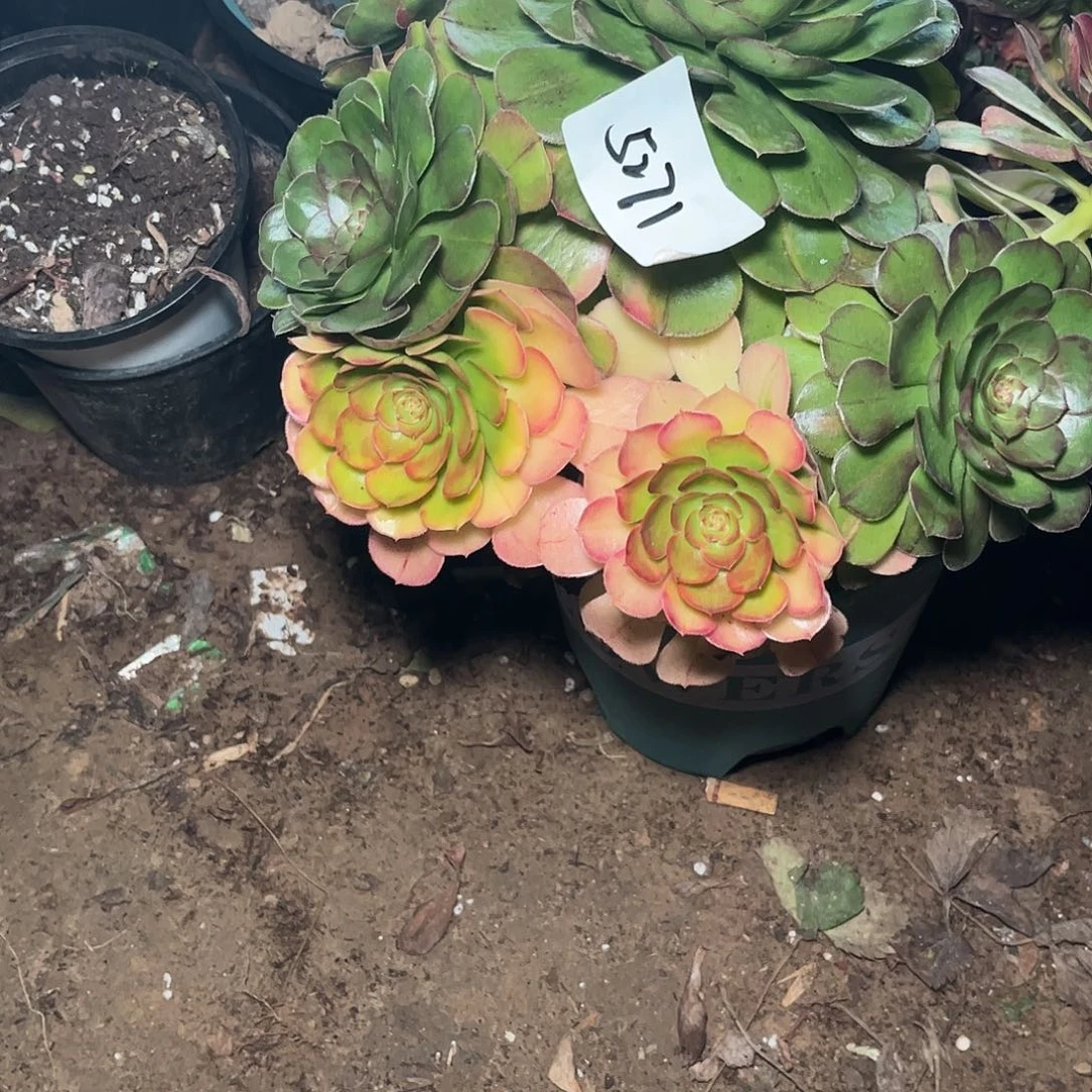 多肉植物万七彩5271