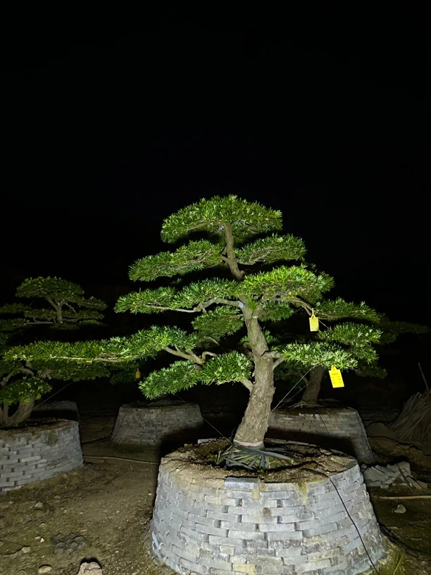 罗汉松庭院绿化景观盆景别墅花园植物造型迎客松造型树（定金）