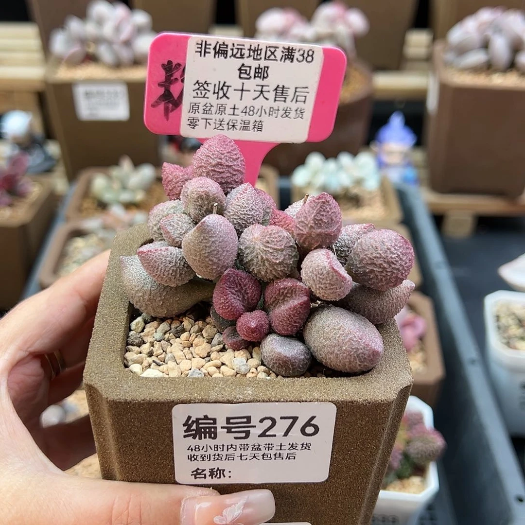 陶*276水蜜桃多肉植物