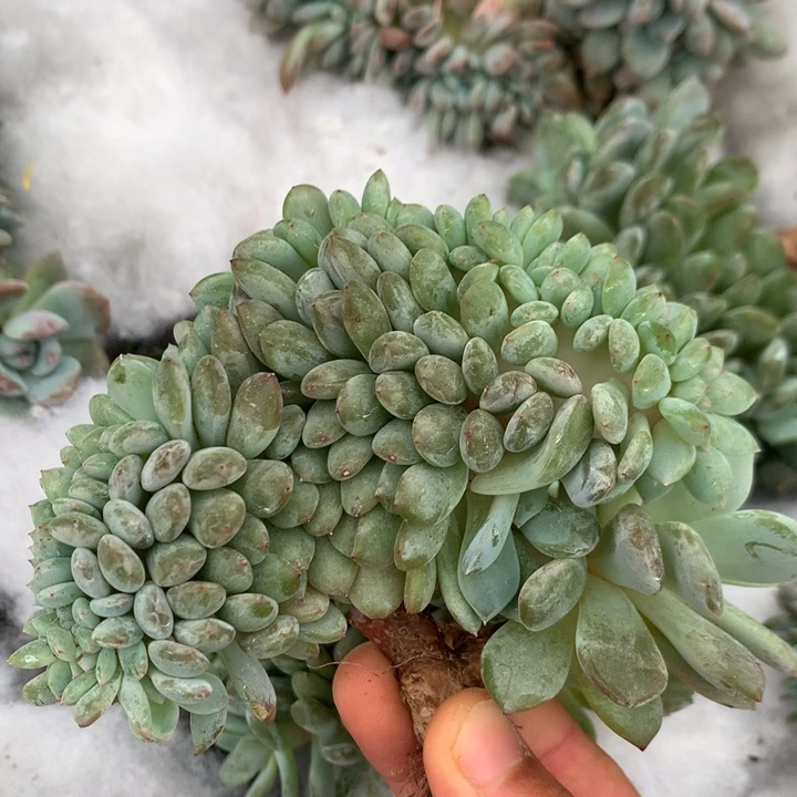 多肉植物星影树缀