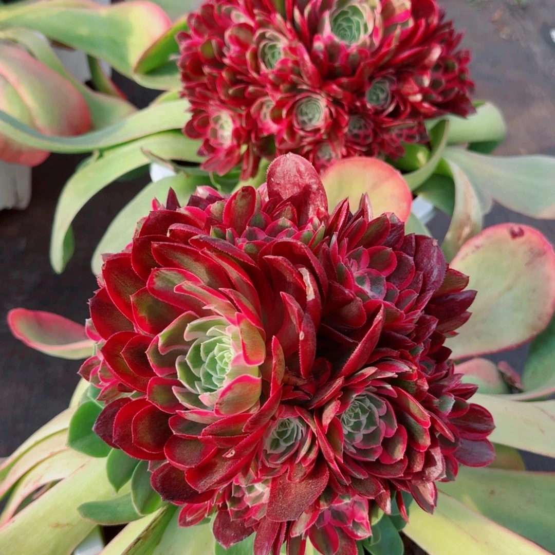 ?****?孔雀翎嫁接发货两棵