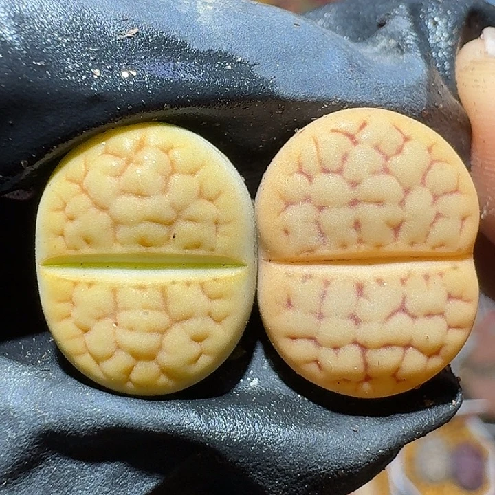 生石花1111122。   152