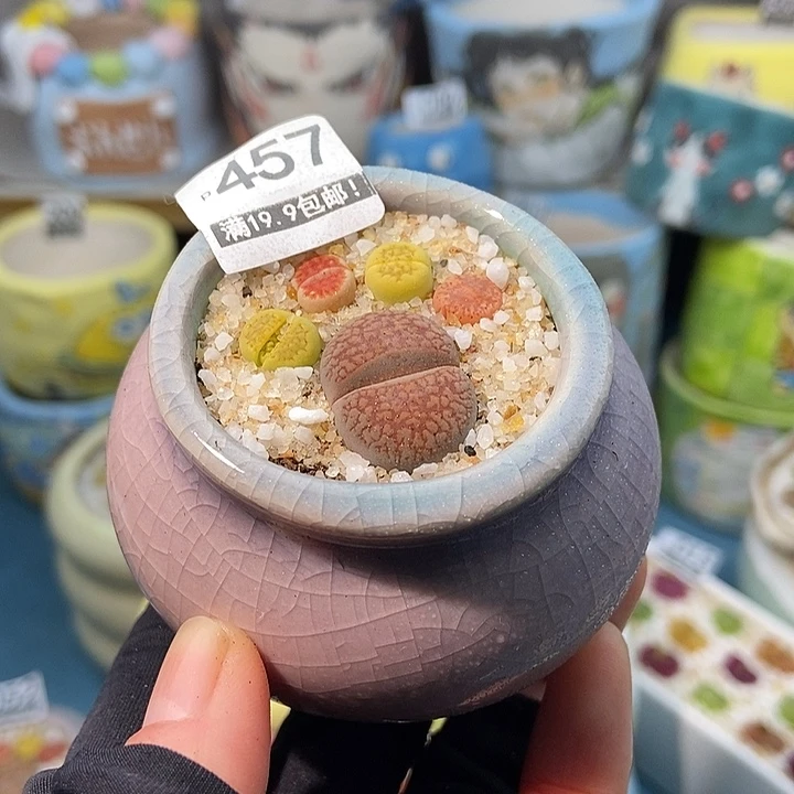 大舅生石花肉锥多肉457