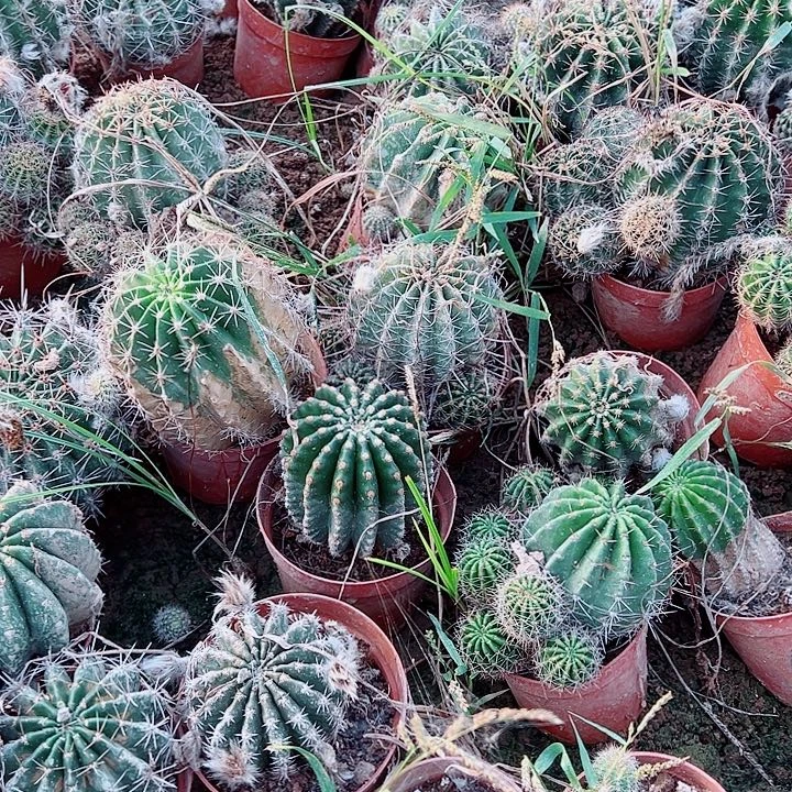 实生彩草6-8公分 5棵