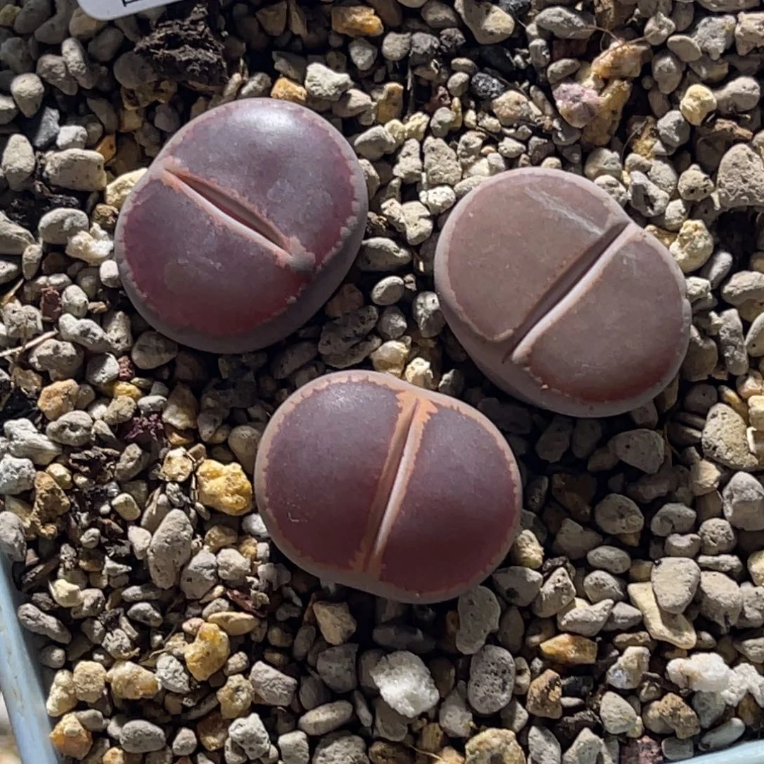 5391比利时ko 3颗尺寸1.8