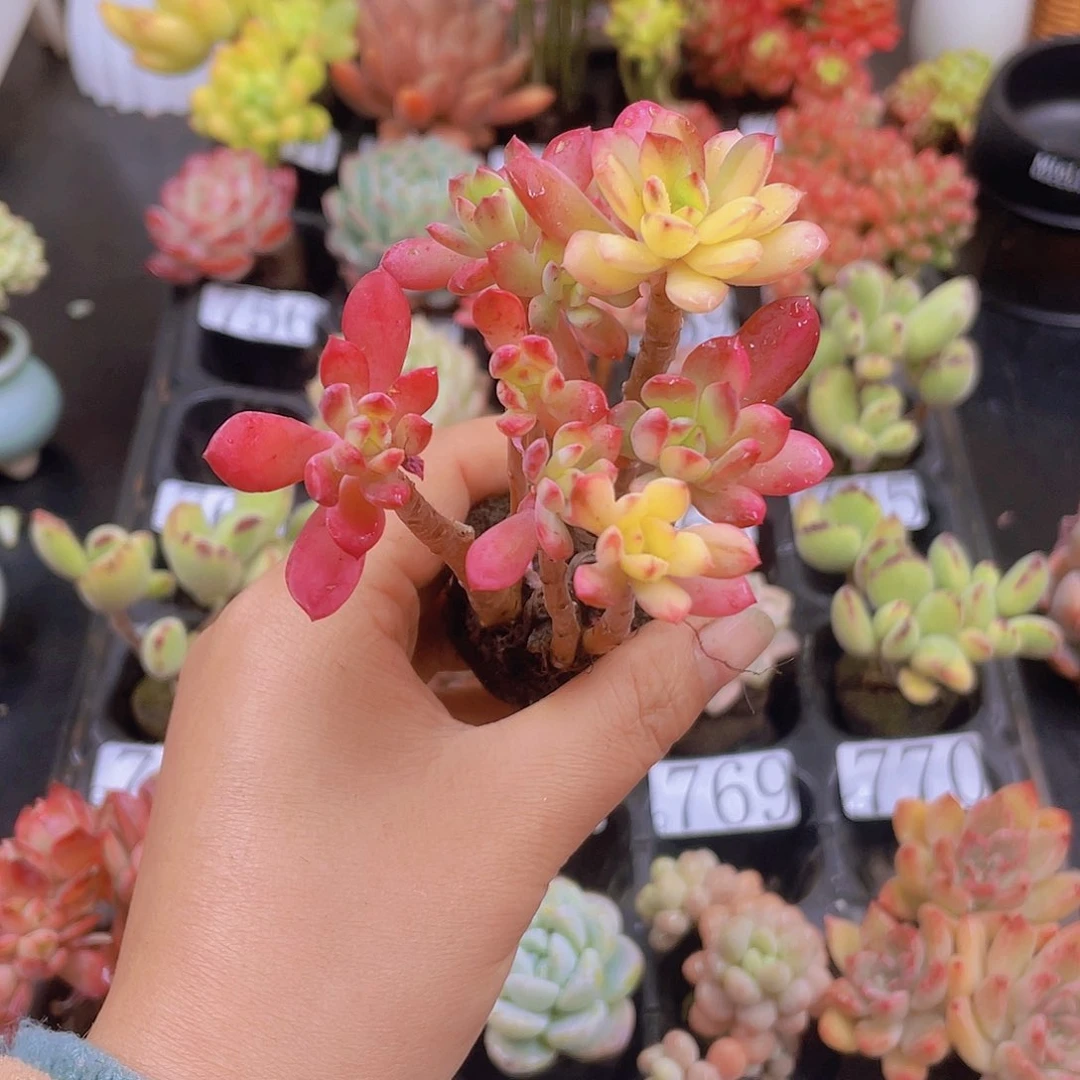 多肉无土栽培多肉植物