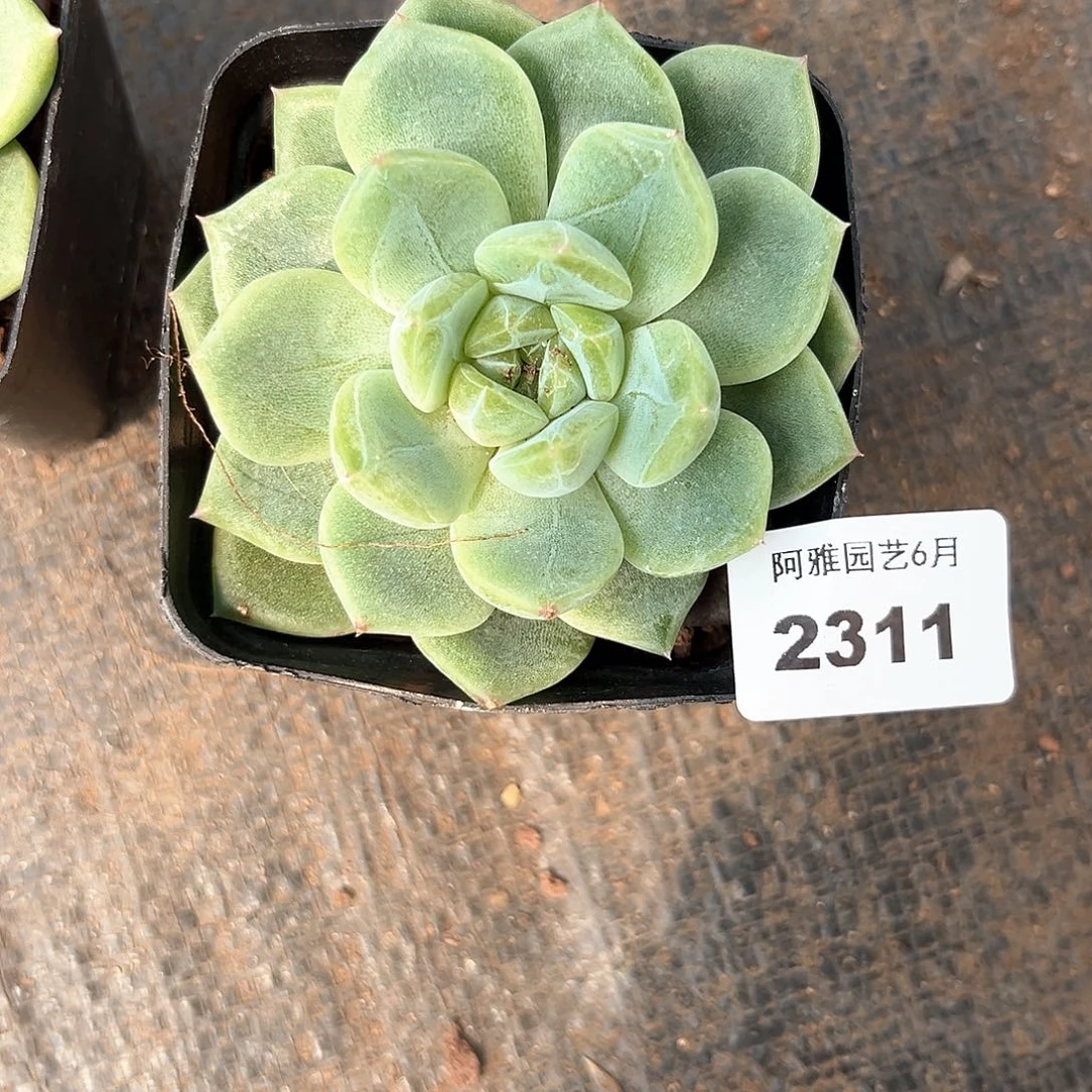 阿雅园艺。   2311珍妮