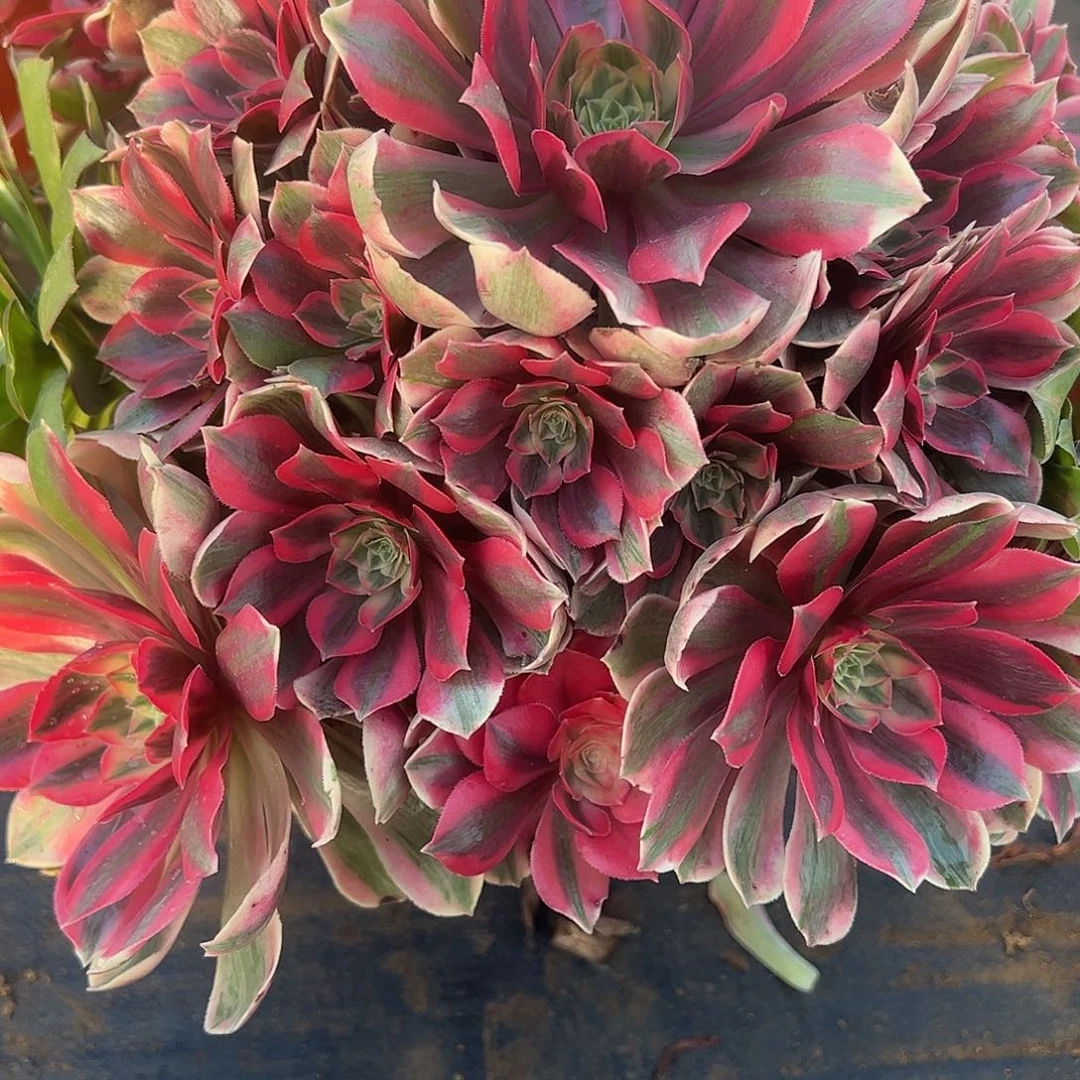 明***好12.25-6女妖多肉植物