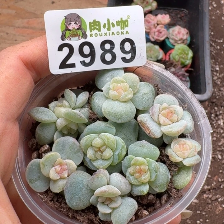 多肉植物多肉植物