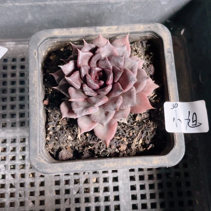 哎***旭269 黑饺子皮 带陶瓷盆发货 满28包邮