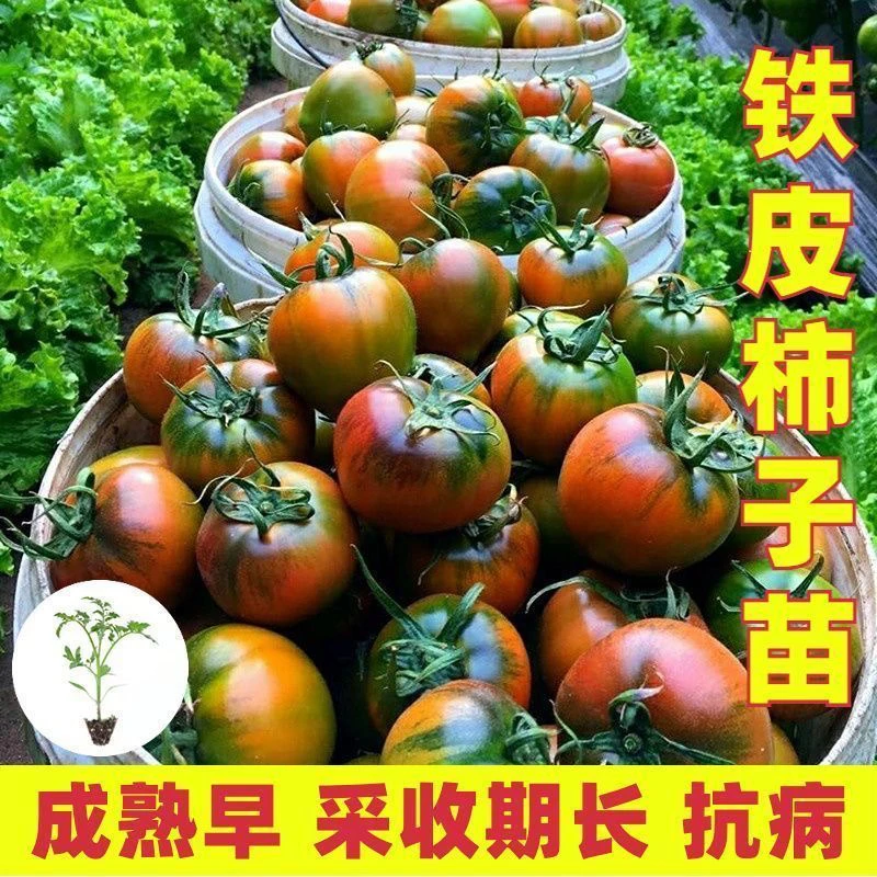 早熟番茄种子秧苗苗场直发铁皮柿子四季蔬菜苗阳台种植春秋冬