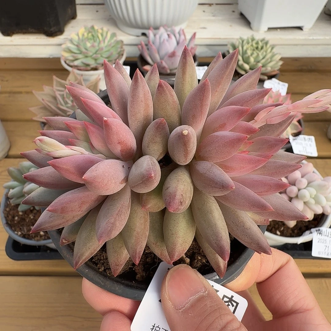 虞美人11111128-75