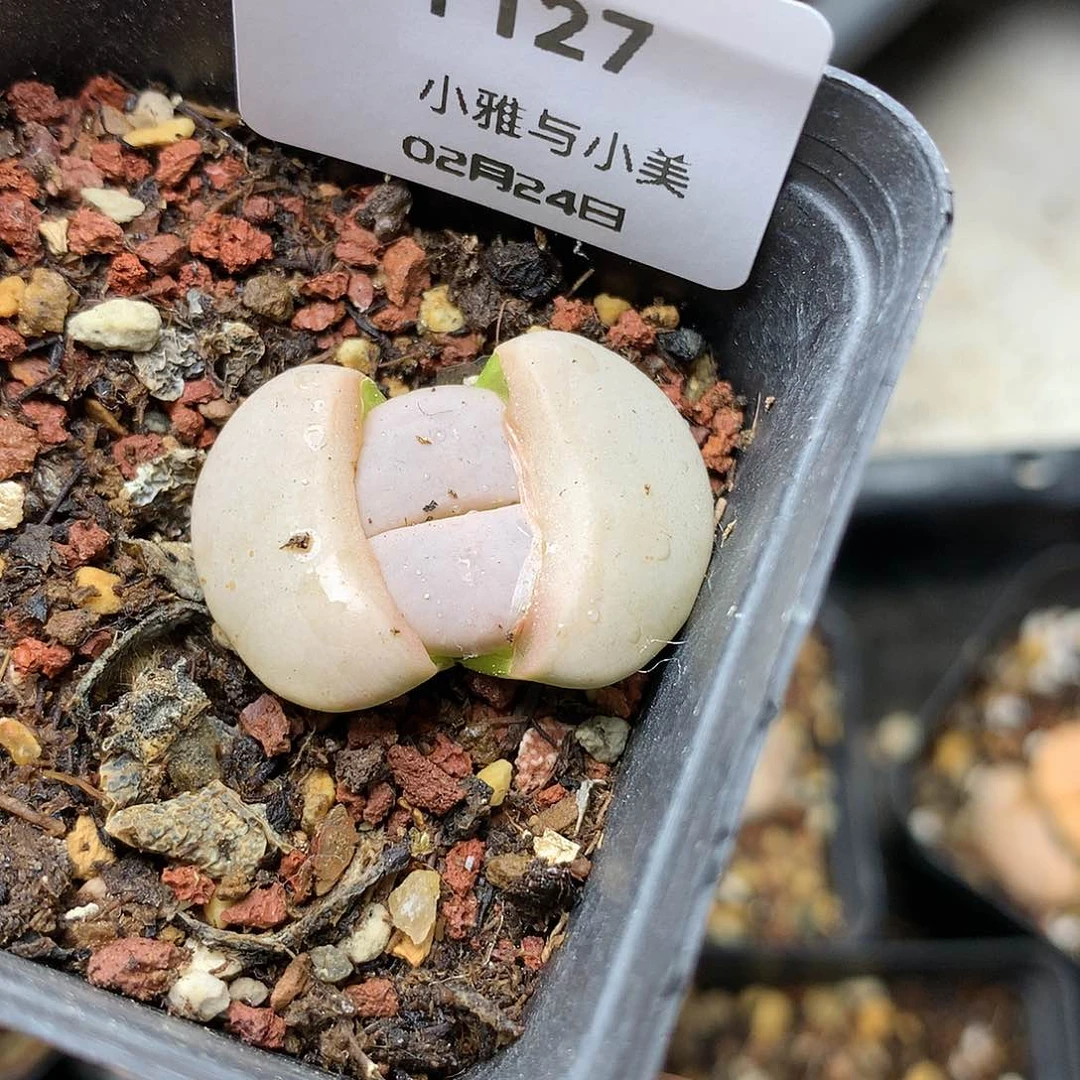 Y127多肉植物保护