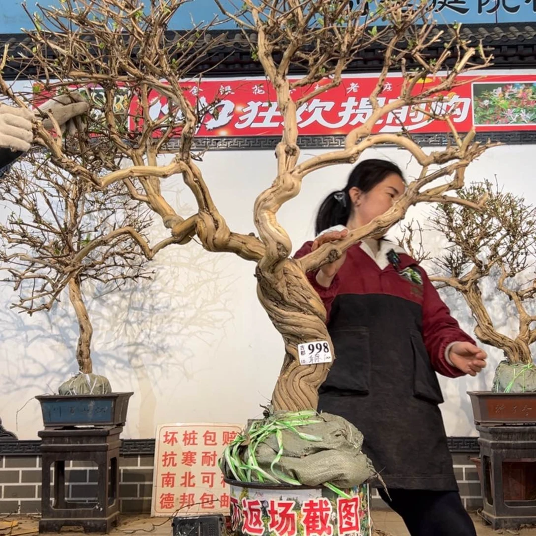 无花朵金银花66666666666666