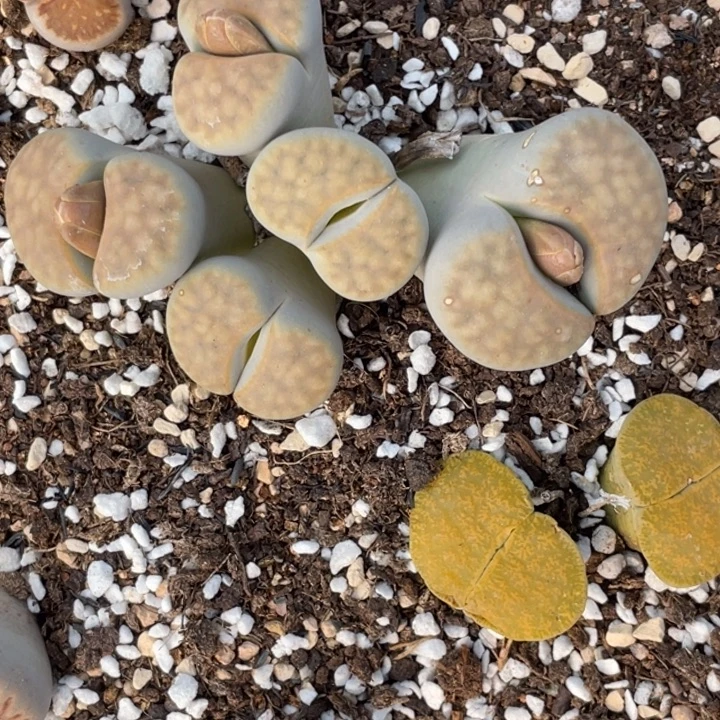 非偏远满20包邮927