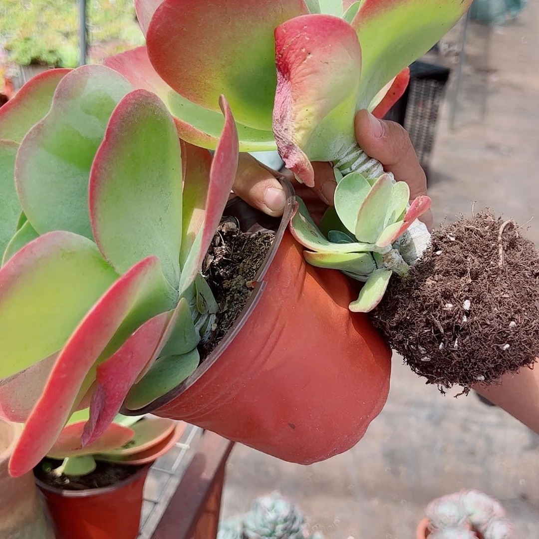 唐印 大单头 多肉植物