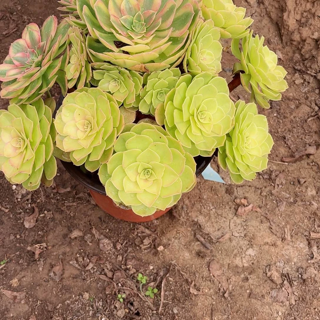 无花朵多肉植物779