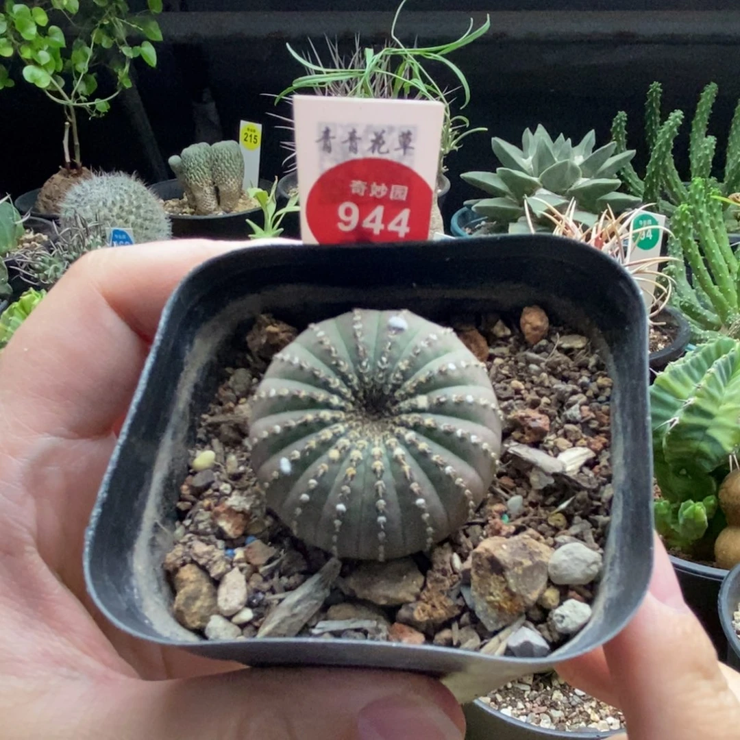 实生大型士童3.7cm