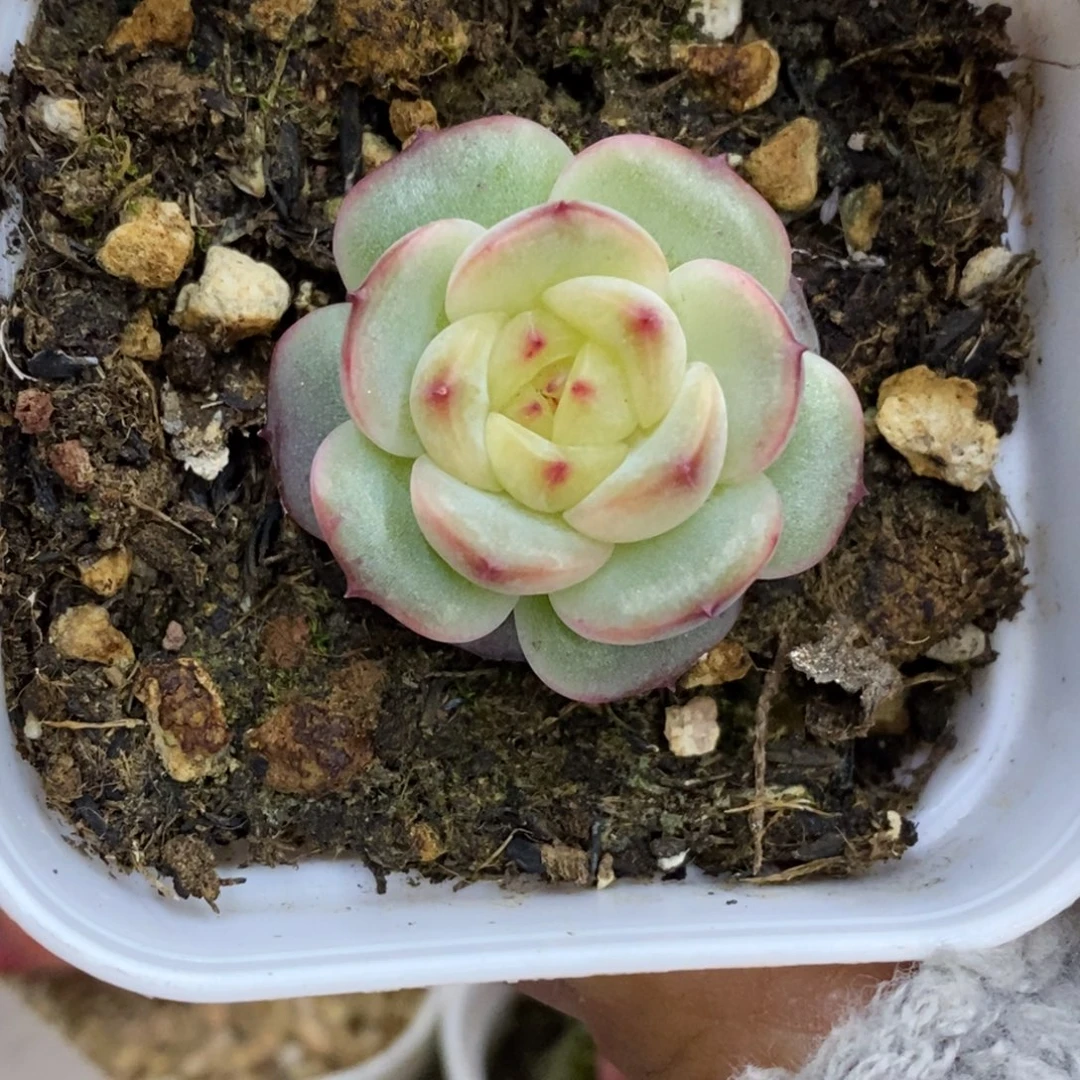 精品多肉一物一拍不包整47