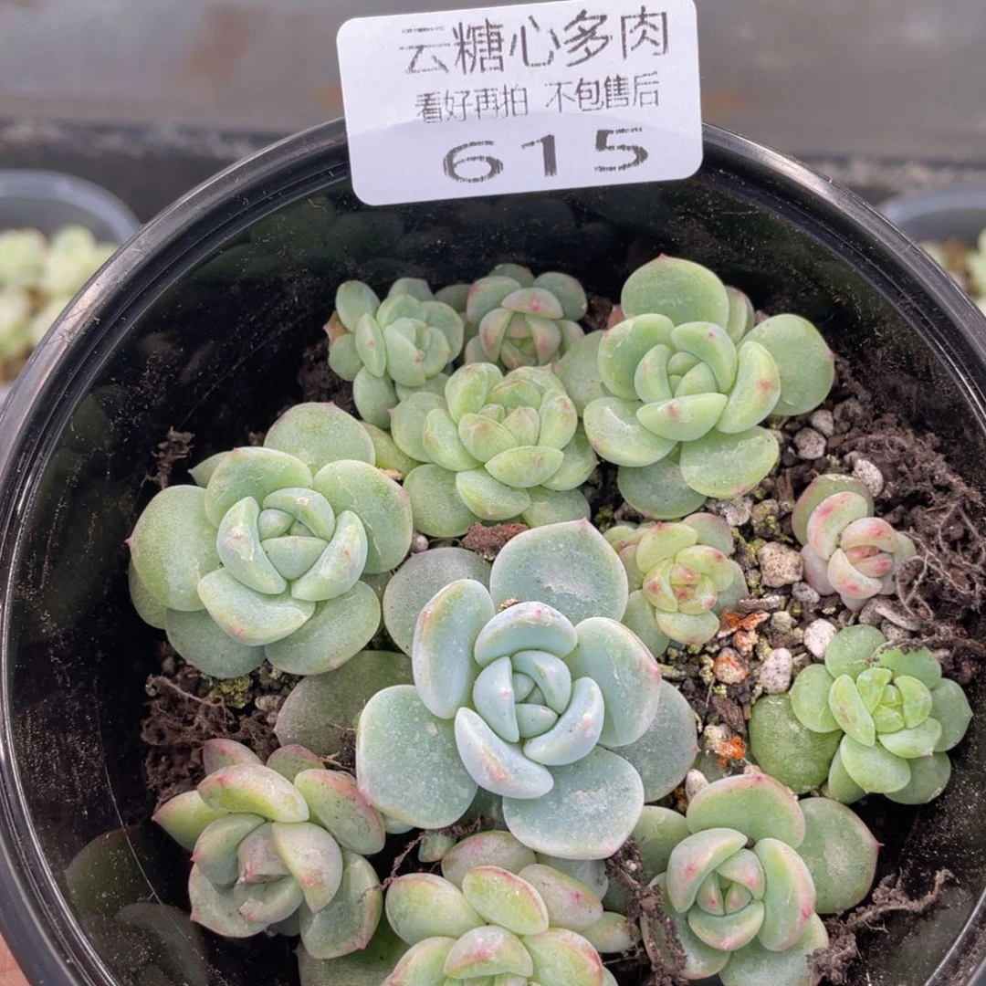 云糖心多肉植物615