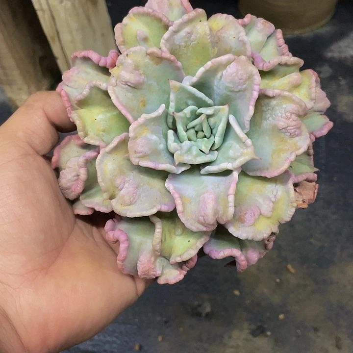 瘤子饺子皮哦哦哦哦哦哦