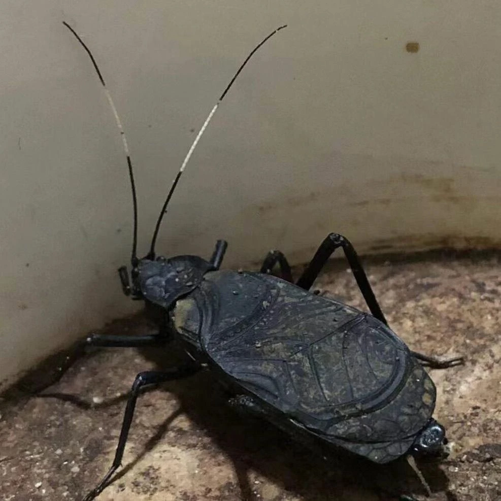 电报蛉成品人工新品模型鸣虫