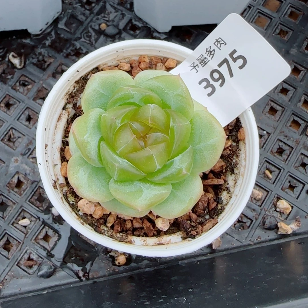 冰淇淋，3975多肉植物