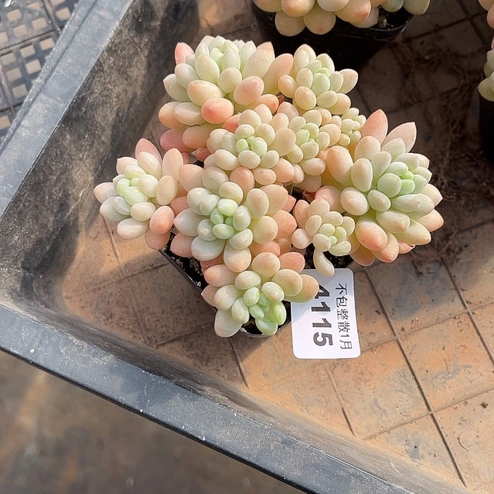 阿雅园艺。       4115鱼子酱