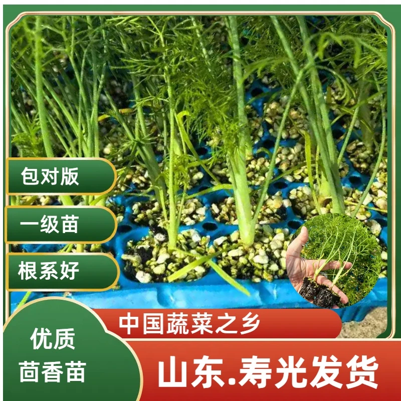 山东寿光结球茴香苗秧带土香味浓郁球茎茴香四季盆栽庭院阳台菜园
