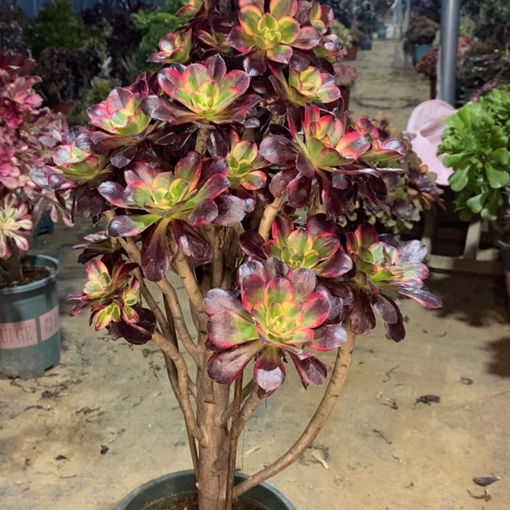 丽娜多肉植物45。