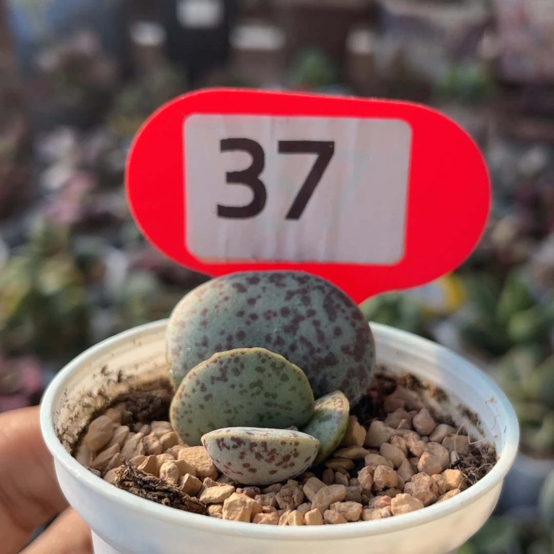 小****ღ      福利。