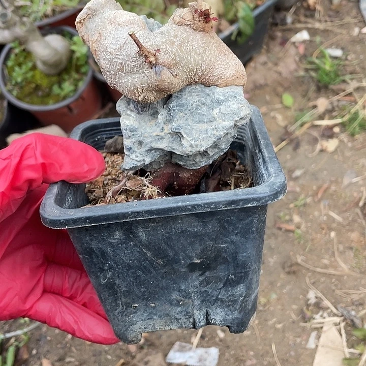浪***忧无花朵28菊花菊花计划经济好