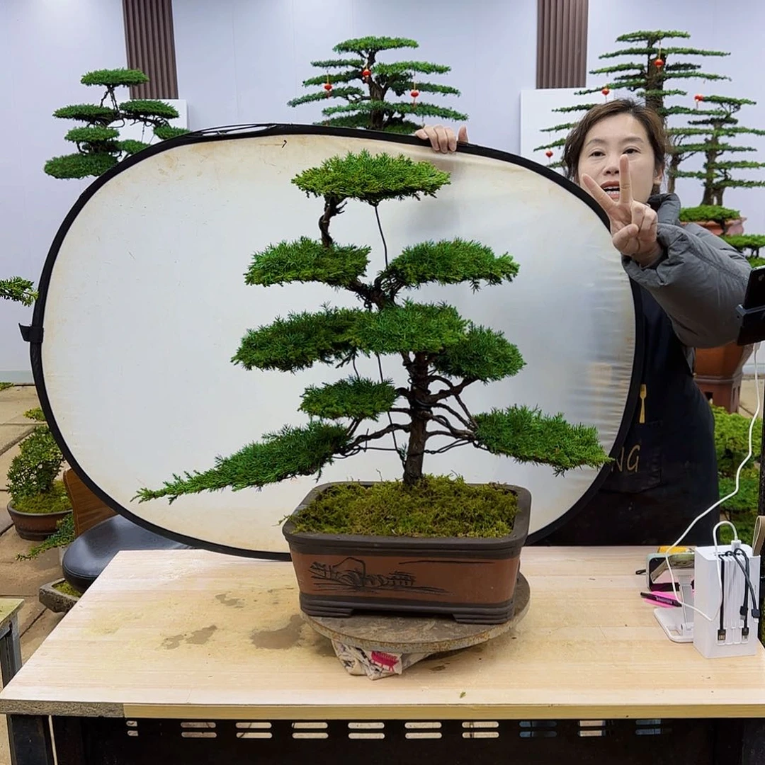 盆景直播间一物一拍倔***头